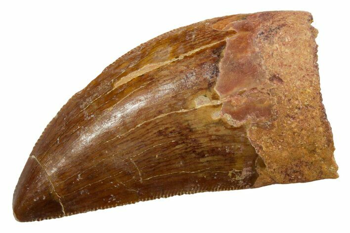 Serrated, Carcharodontosaurus Tooth - Real Dinosaur Tooth #351653